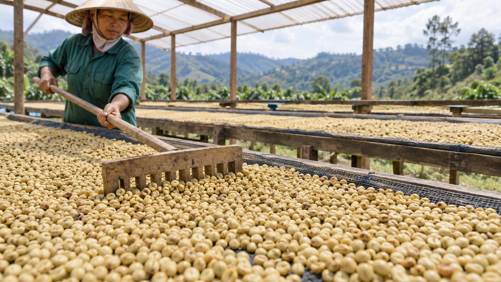 Phơi hạt cà phê thóc sau khi rửa sạch bằng Washed Process