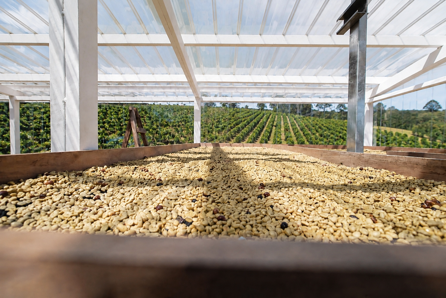 cà phê Arabica cầu đất phơi dàn