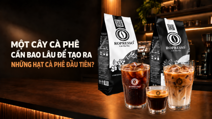 cây cà phê bao lâu cho thu hoạch