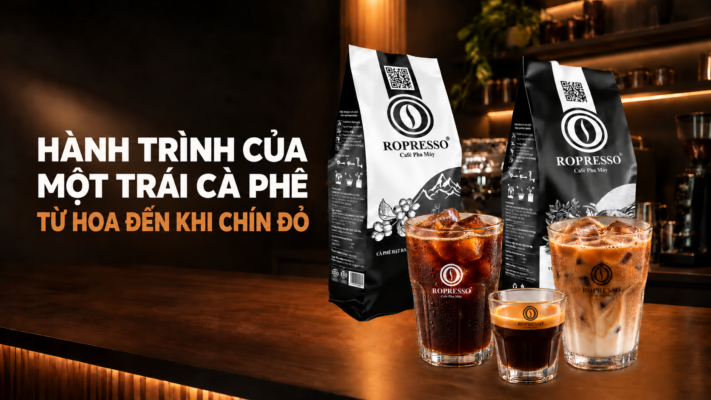 Hành trình của một trái cà phê từ hoa đến khi chín đỏ