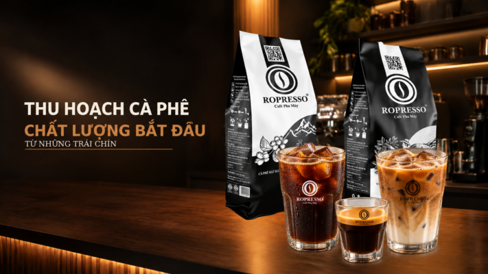Thu hoạch cà phê – Chất lượng bắt đầu từ những trái chín